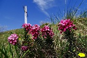 02 Alla croce del Pizzo di Spino (958 m)  con Dafne odorosa (Daphne cneorum)